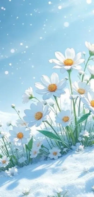 Daisies in snow with a light blue sky.