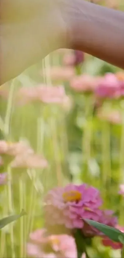 Hand touching pink flower in garden, serene wallpaper.