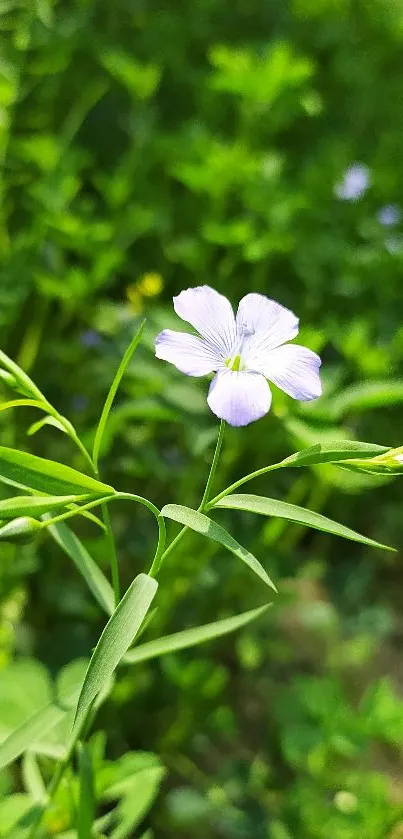 A single white flower among vibrant green leaves.