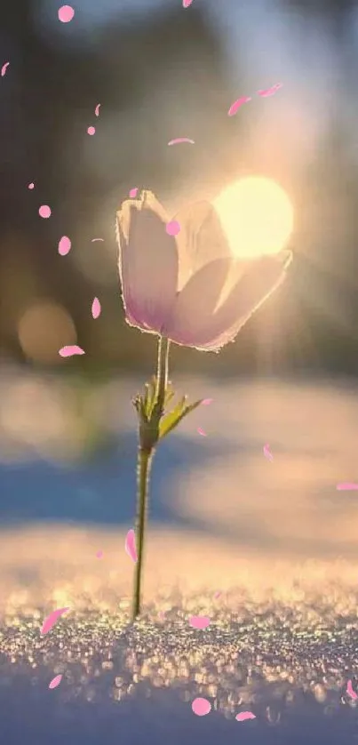 Delicate flower glowing in soft sunlight on snow.