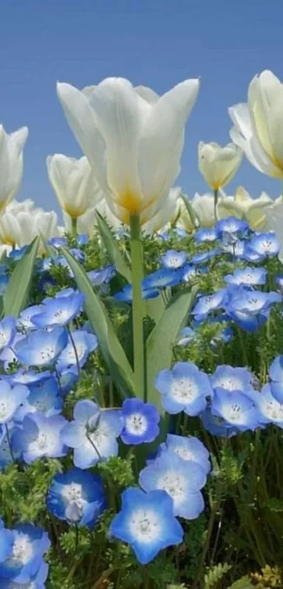 White tulips and blue flowers under a clear, blue sky.