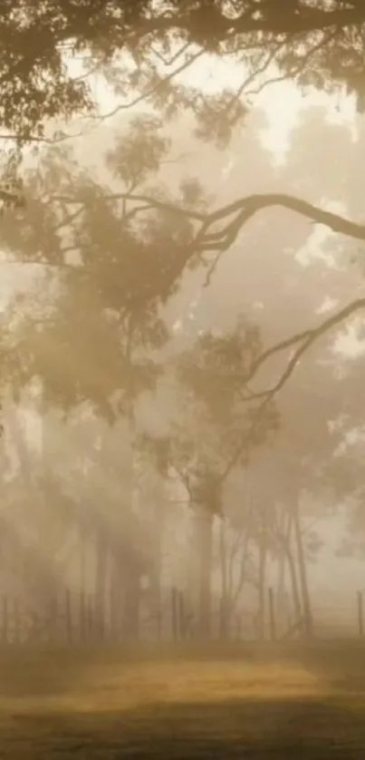 Foggy forest with sunlight filtering through trees, creating a serene atmosphere.