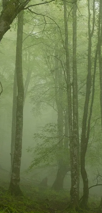 Foggy forest with tall trees and lush greenery in serene atmosphere.