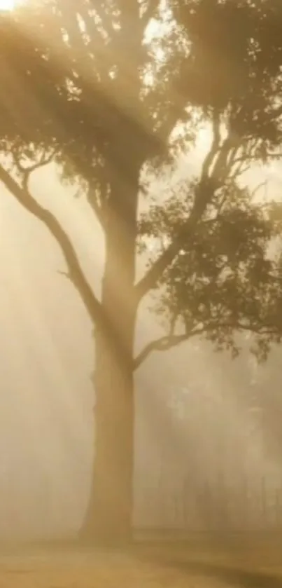 Foggy tree with sunlight filtering through branches, creating a serene atmosphere.