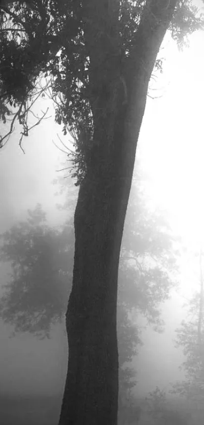 Silhouette of a tree in a foggy landscape, creating a serene mobile wallpaper.