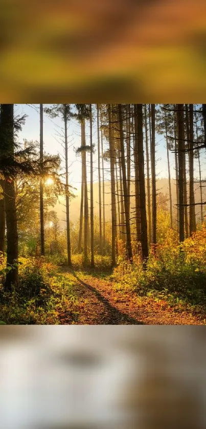 Sunlit forest path with tall trees in autumn hues.