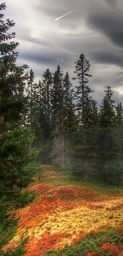 Serene forest in autumn with vibrant foliage under a cloudy sky.