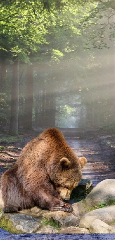 A bear in a sunlit forest pathway, creating a serene atmosphere.