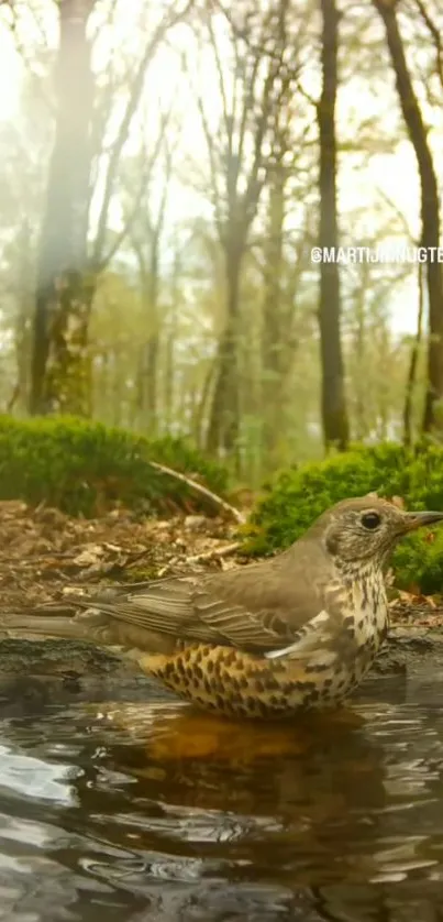 Bird perched by reflective pond in sunlit forest setting, ideal for nature lovers.