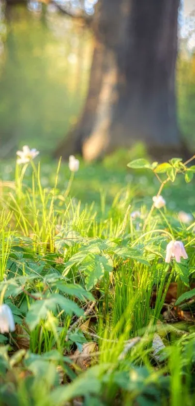 Forest scene with white flowers in sunlight.