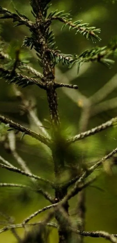 Close-up of a forest branch with lush green leaves.