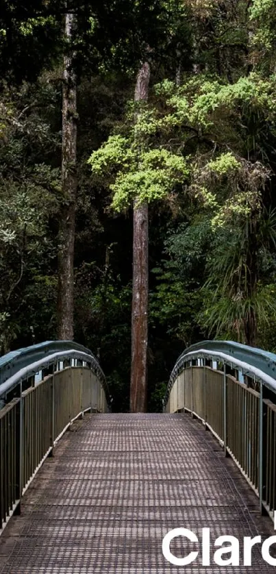 Serene bridge in lush forest setting.