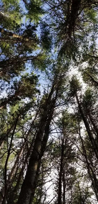 Looking up at a serene forest canopy with tall, green trees and a blue sky.