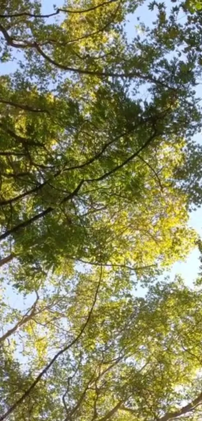 Lush green forest canopy with blue sky background, viewed from below.