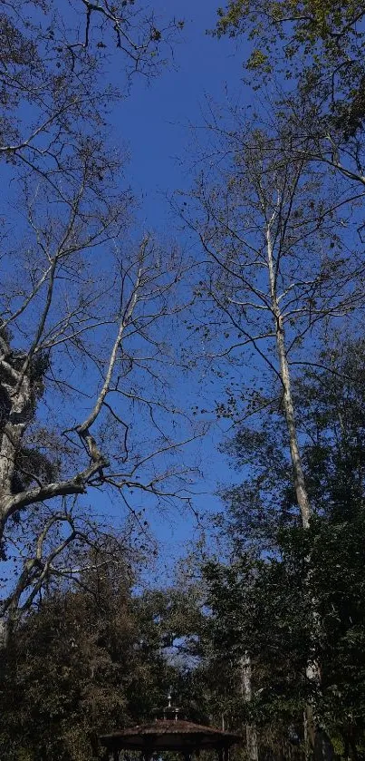 Tall trees and blue sky forest canopy wallpaper.