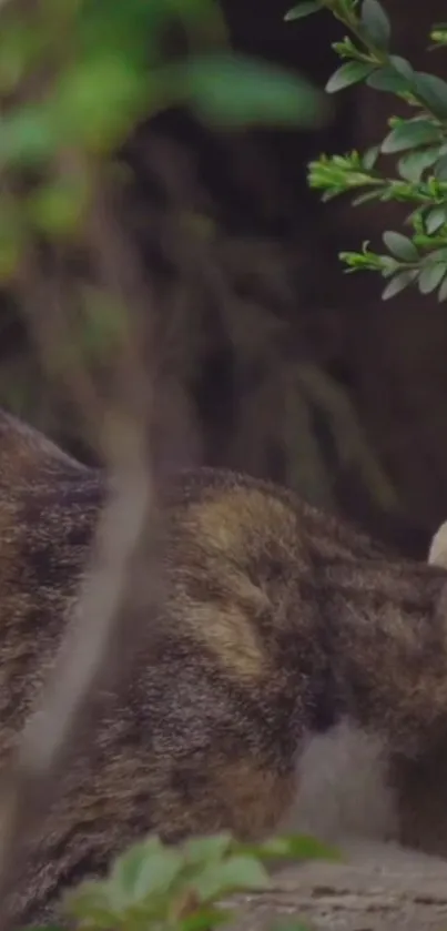 Cat resting in a serene forest setting with lush green foliage.