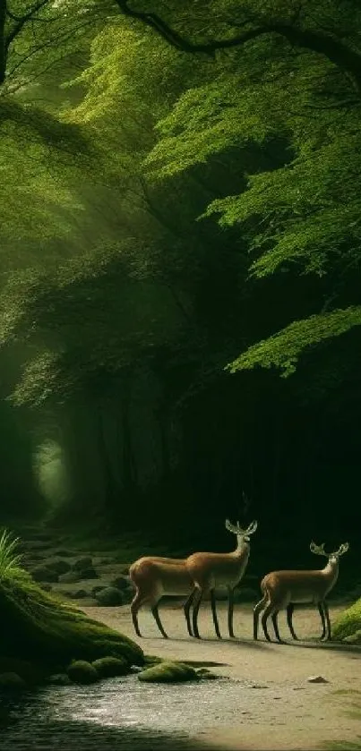 Two deer standing in a lush, green forest path.