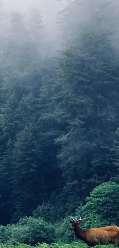 A serene forest scene with a deer in lush greenery under misty trees.