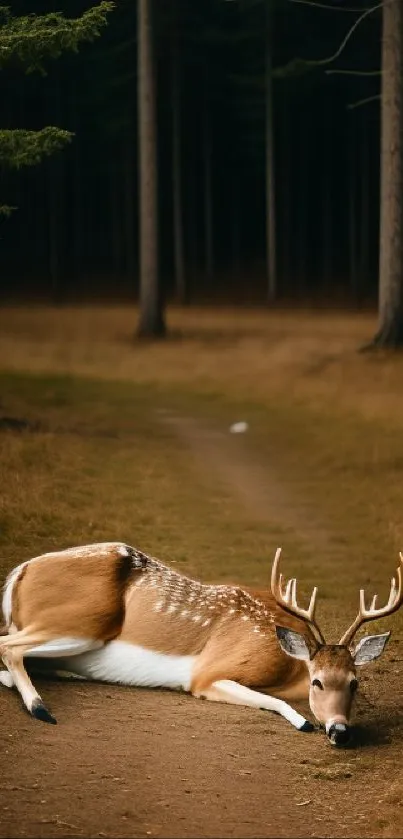 Deer resting peacefully on a forest path surrounded by trees.