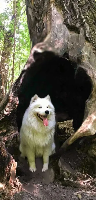 White dog in forest setting, nestled in hollow tree.