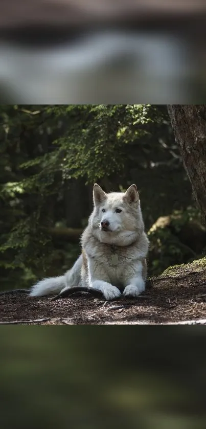 White dog relaxing in a lush forest setting, conveying tranquility and nature.