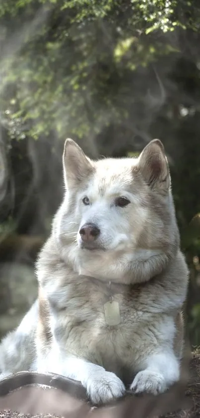 Majestic husky rests peacefully in lush forest setting.