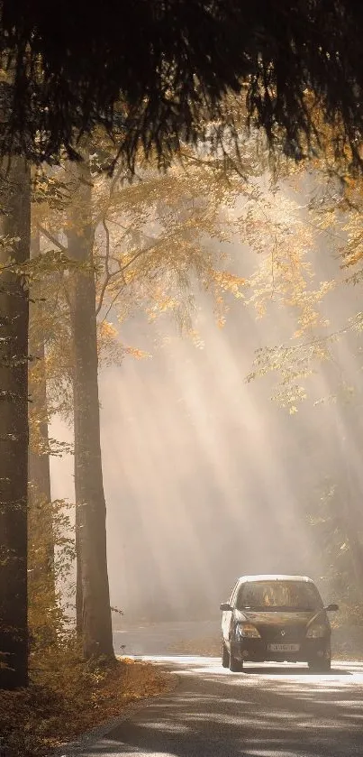 Car driving through sun-dappled forest road.