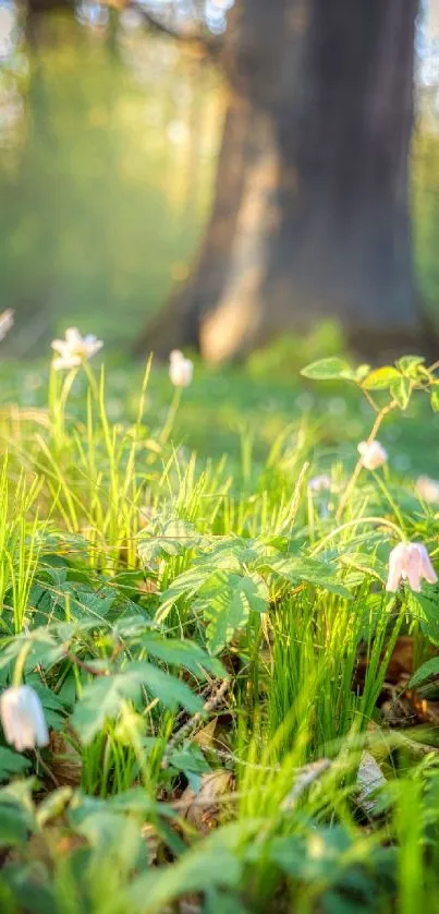 Sunlit forest floor with flowers and lush green leaves.