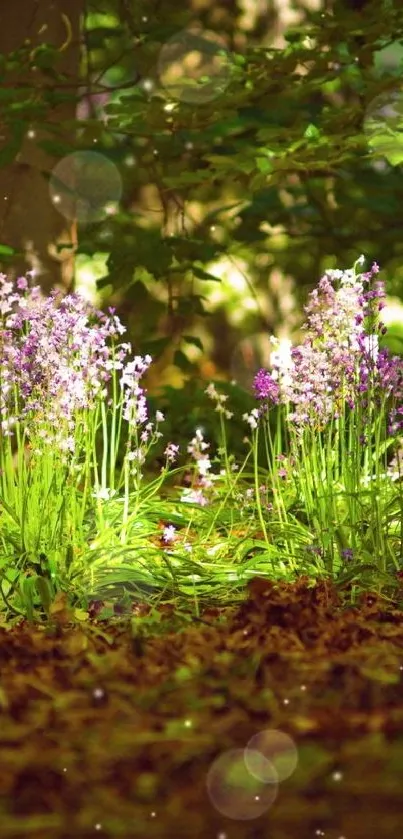 Forest floor with sunlight on green plants and purple flowers.