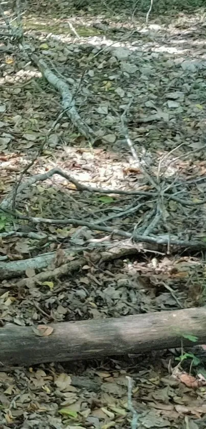 Serene forest floor with fallen branches and leaves.