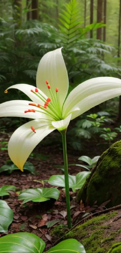 Serene white lily in lush green forest wallpaper.