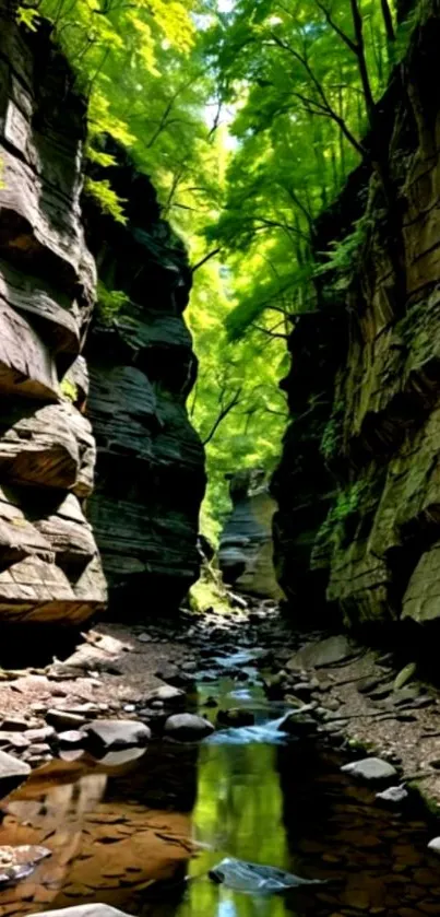 Serene view of a forest gorge with reflected water and lush greenery.