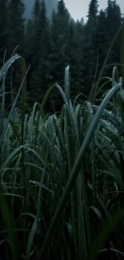 Dew-covered grass in a serene forest setting.