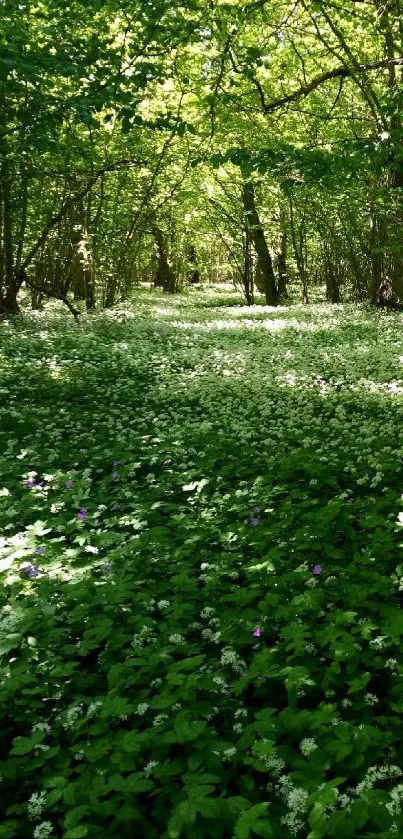 Lush forest path with green trees and wildflowers in sunlight.