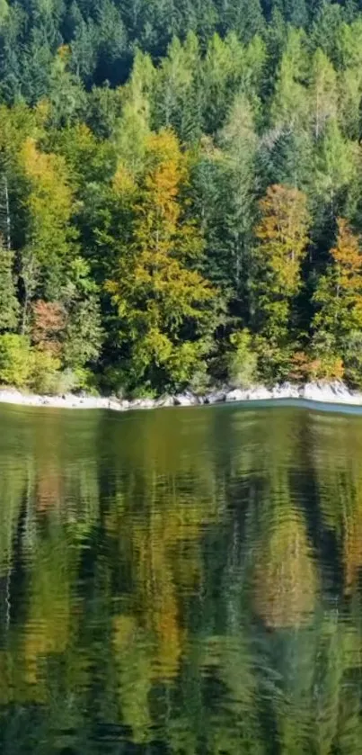 Forest reflected on a calm lake, creating a serene nature scene.