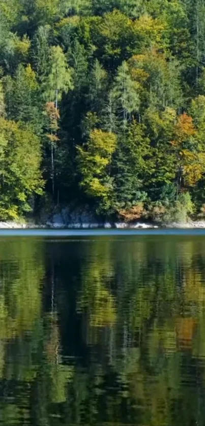 Tranquil forest reflecting on a calm lake.