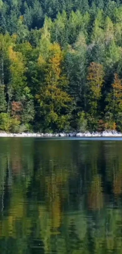 Serene forest lake with reflections in tranquil waters.