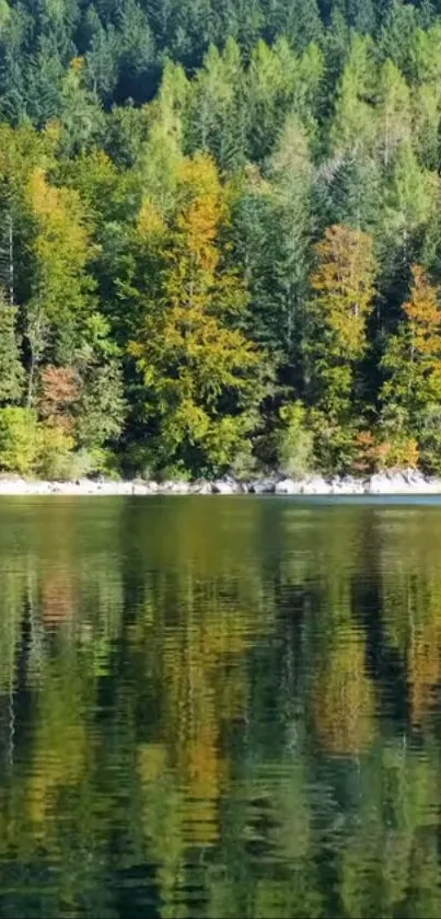 Calm forest lake reflecting vibrant autumn trees and lush greenery.