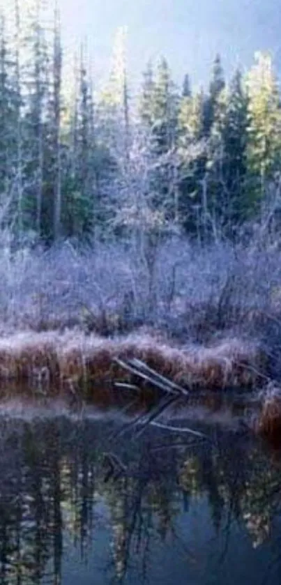 Serene forest lake with calm reflections.