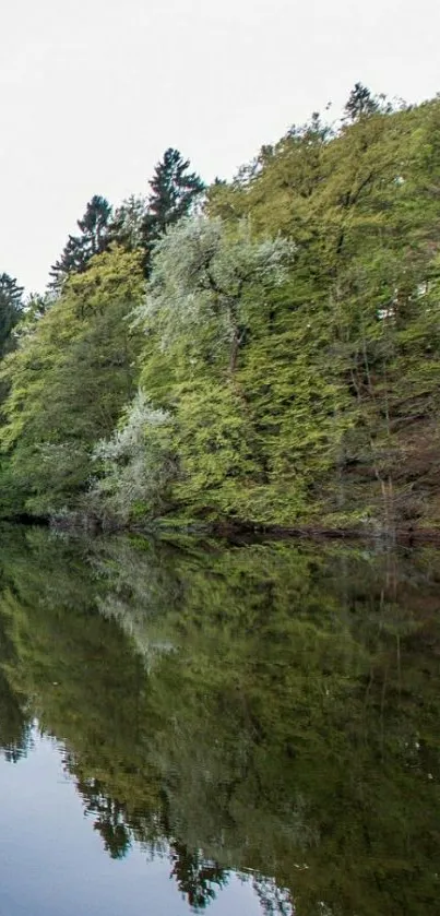 Serene forest lake reflecting lush green trees.