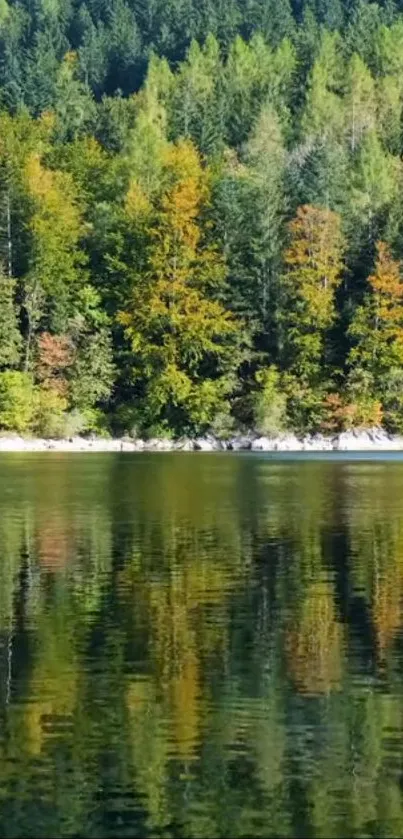 Forest with lake reflection in autumn colors.