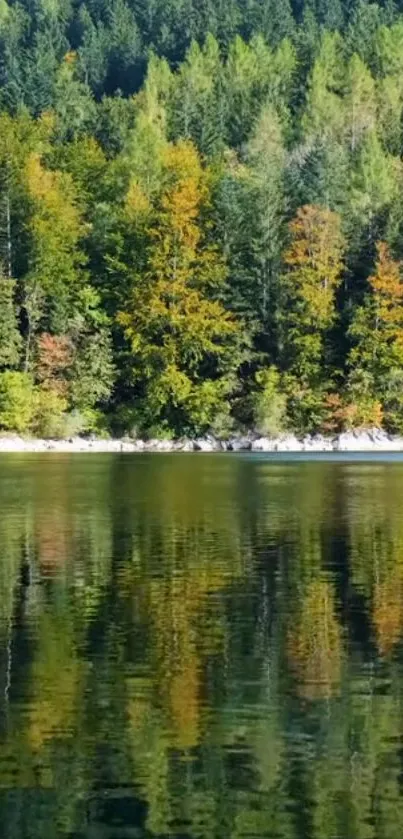 Serene forest and lake reflection wallpaper for mobile.