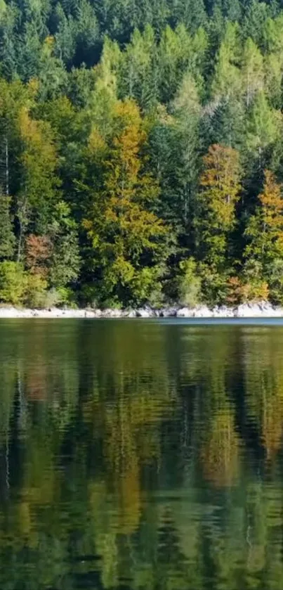 Serene forest lake with autumn trees reflecting in calm water.