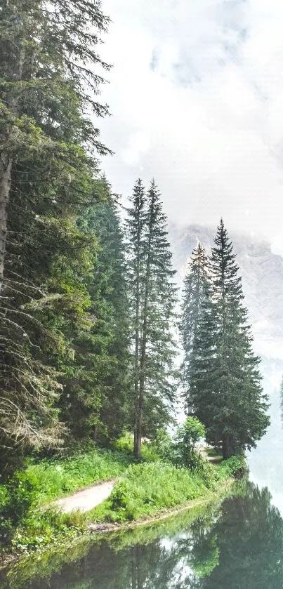 Peaceful forest lake with tall trees and misty mountains.