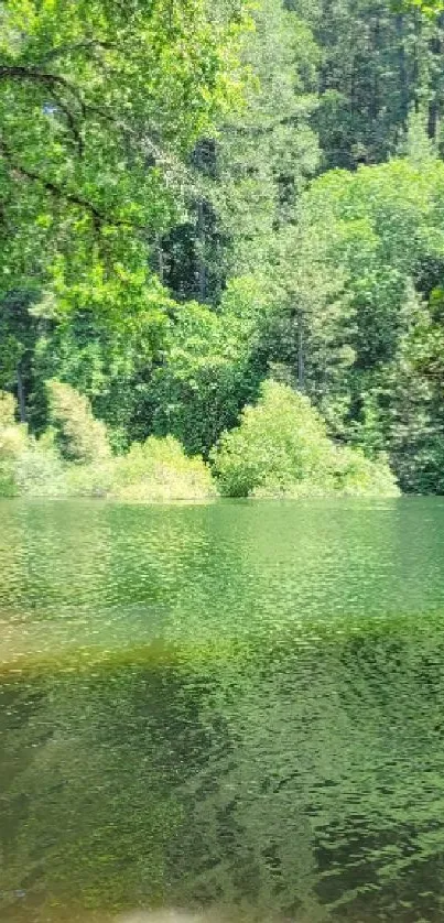 Serene lake surrounded by lush forest with green reflections.