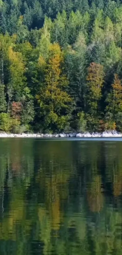 Tranquil forest lake with reflections of lush green trees.
