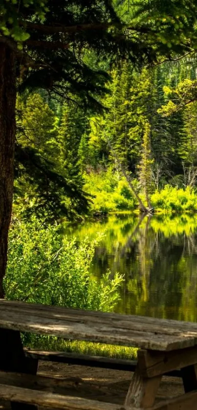 Serene forest lake view with lush green trees and reflection.