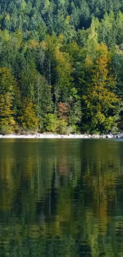 Serene forest with lake reflection, lush green trees.