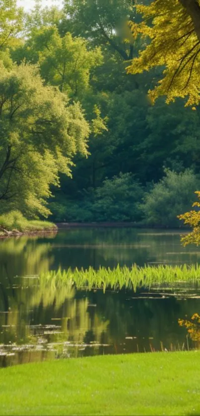 Serene green forest lake with reflections.