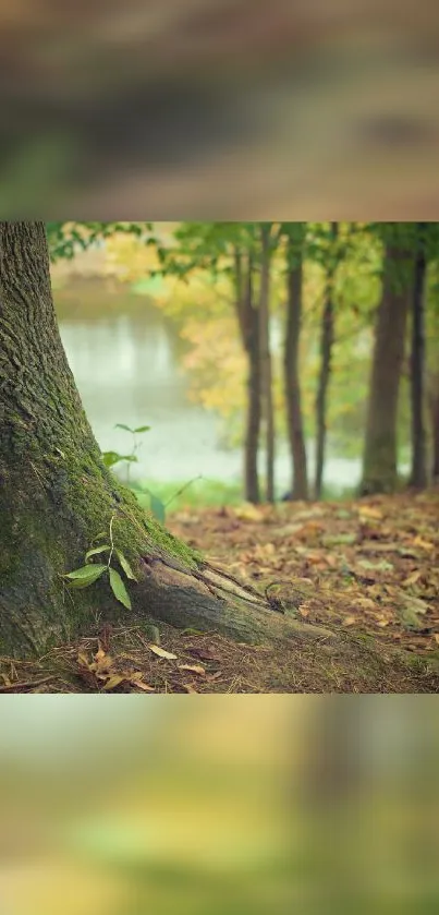 Serene forest view with a tranquil lake and lush green foliage.